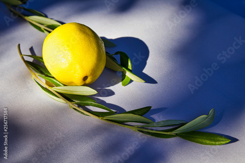 Zitrone mit Olivenzweig