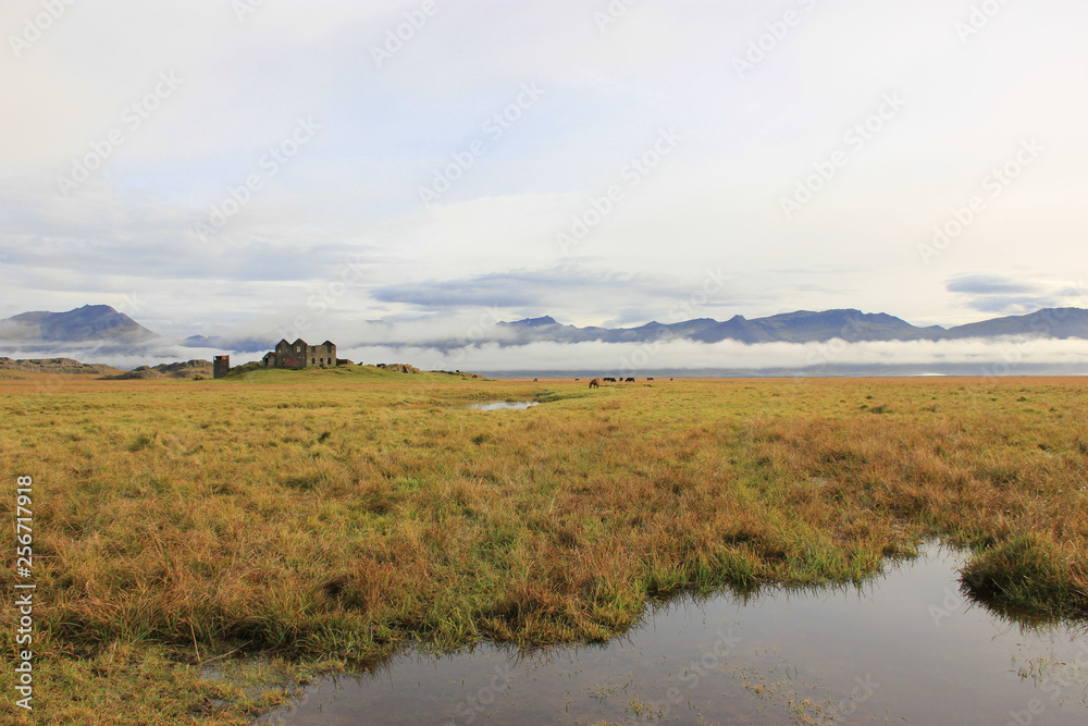 Deserted ruin with horses in meadow (Iceland)