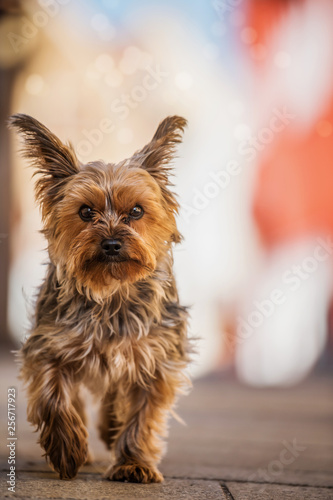 Yorkshire terrier walking in a city © DoraZett