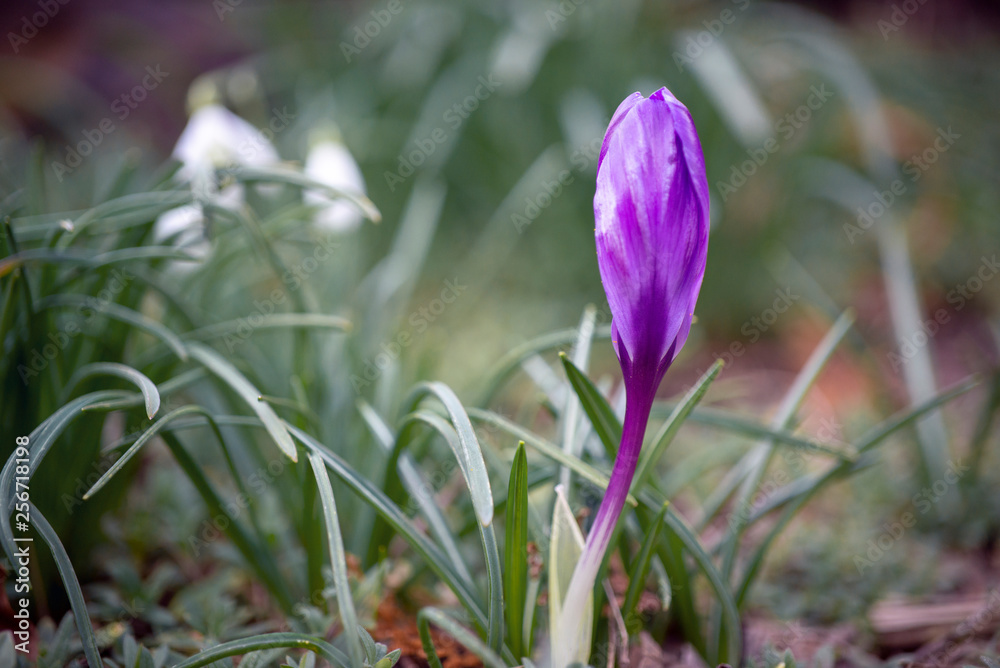 spring Viloet flower 