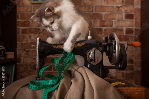Fluffy cat plays and steals green measuring tape. Tailor workshop. Old sewing machine.