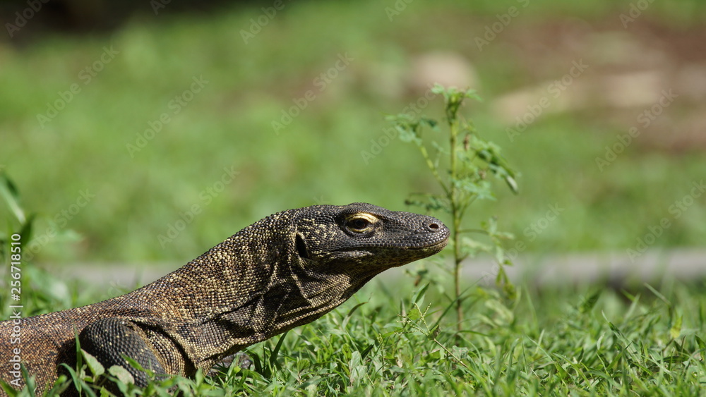 Jeune varan de komodo rencontré lors d'une randonnée Jeune varan de komodo rencontré lors d'une randonnée