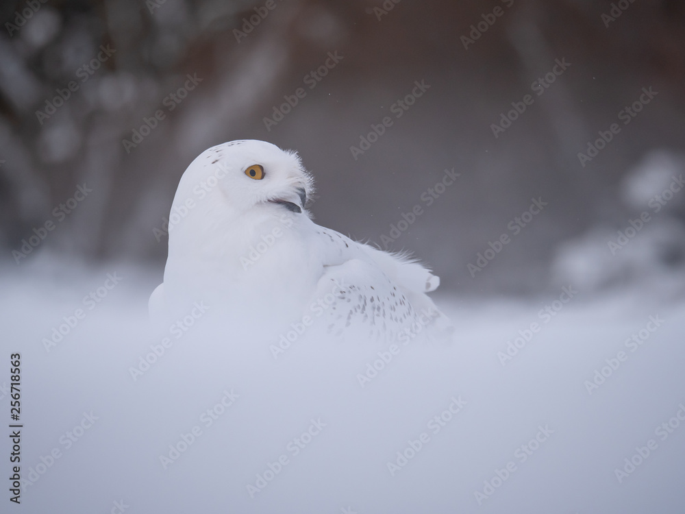 Snowy owl (Bubo scandiacus) on snowy ground. Snowy owl portrait. Snowy owl closeup photo. Snowy owl (Bubo scandiacus) on snowy ground. Snowy owl portrait. Snowy owl closeup photo.