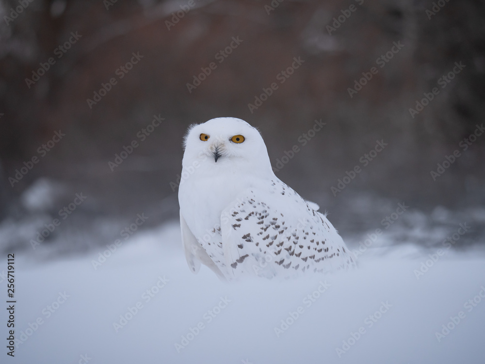 Snowy owl (Bubo scandiacus) on snowy ground. Snowy owl portrait. Snowy owl closeup photo. Snowy owl (Bubo scandiacus) on snowy ground. Snowy owl portrait. Snowy owl closeup photo.