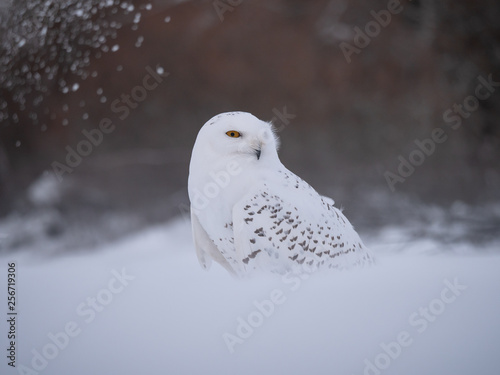 Snowy owl (Bubo scandiacus) on snowy ground. Snowy owl portrait. Snowy owl closeup photo.  © Peter