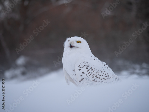Snowy owl (Bubo scandiacus) on snowy ground. Snowy owl portrait. Snowy owl closeup photo.  © Peter