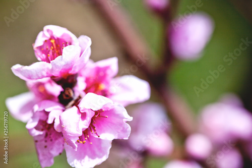 Pink peach flowers. © marylooo