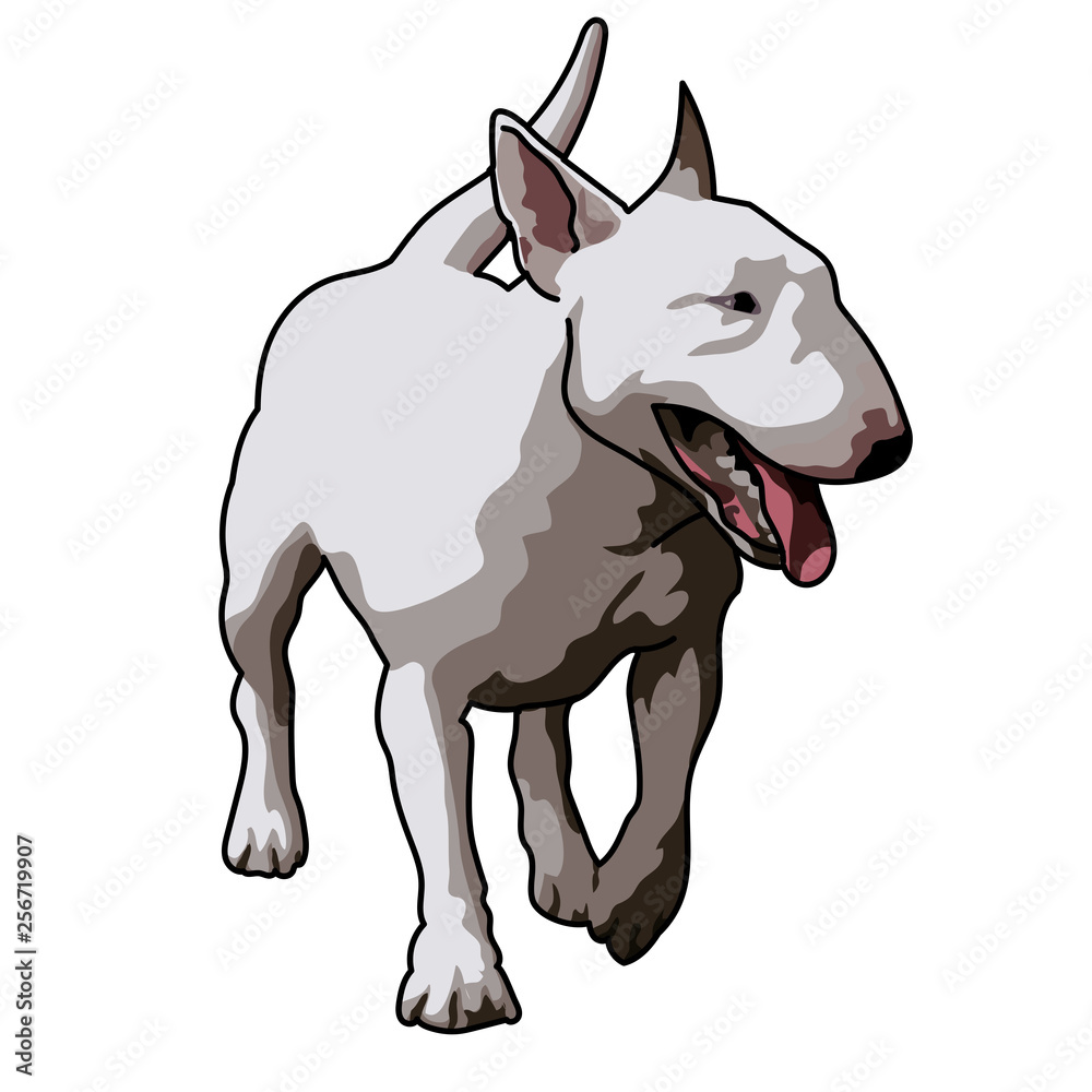white bull terrier dog