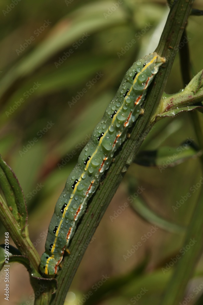 blue caterpillar beetle on flowers.artvin 