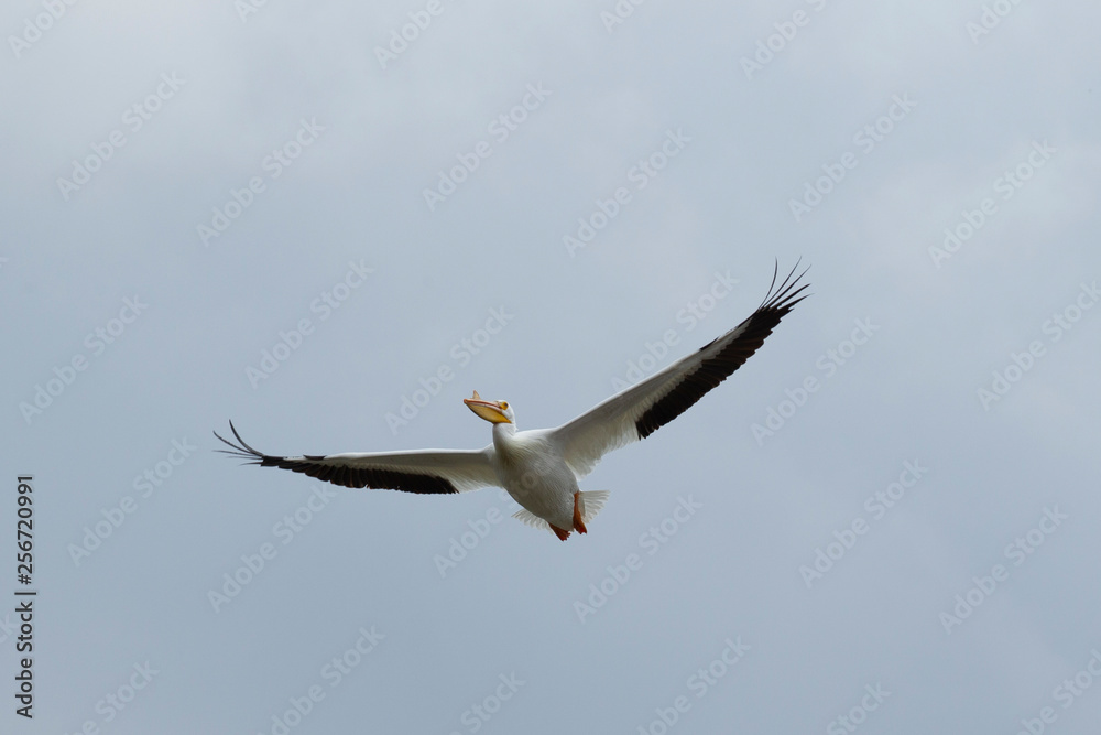 American White Pelican in flight 4872