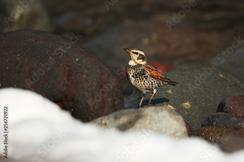 Naumann's thrush on snow photo