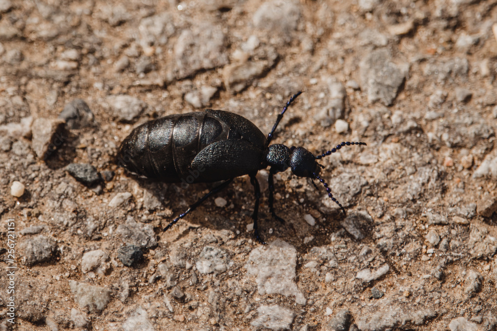 beetle beetle
