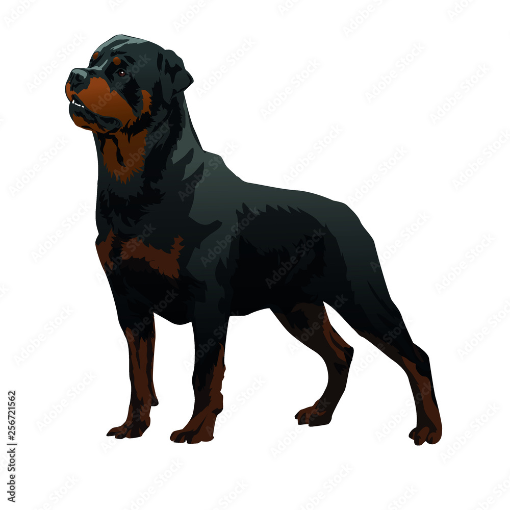 Rottweiler black big dog drawing