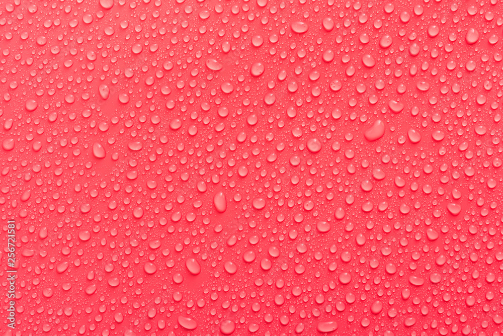 Water drops on a pink, matte background illuminated with a delicate light. Water drops on a pink, matte background illuminated with a delicate light.