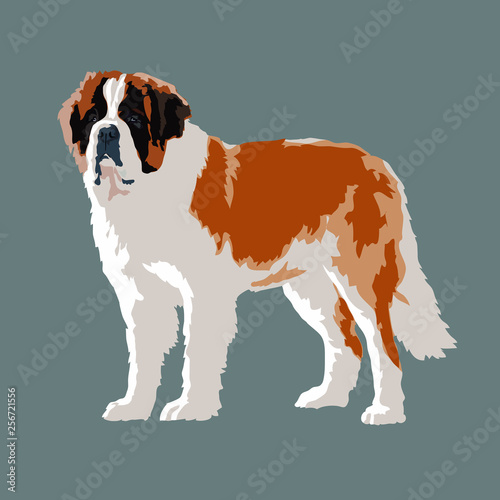 St. Bernard white and yellow dog drawing