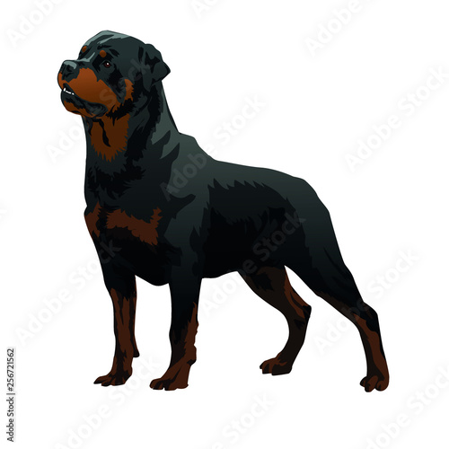 Obraz na płótnie Rottweiler black big dog drawing w salonie