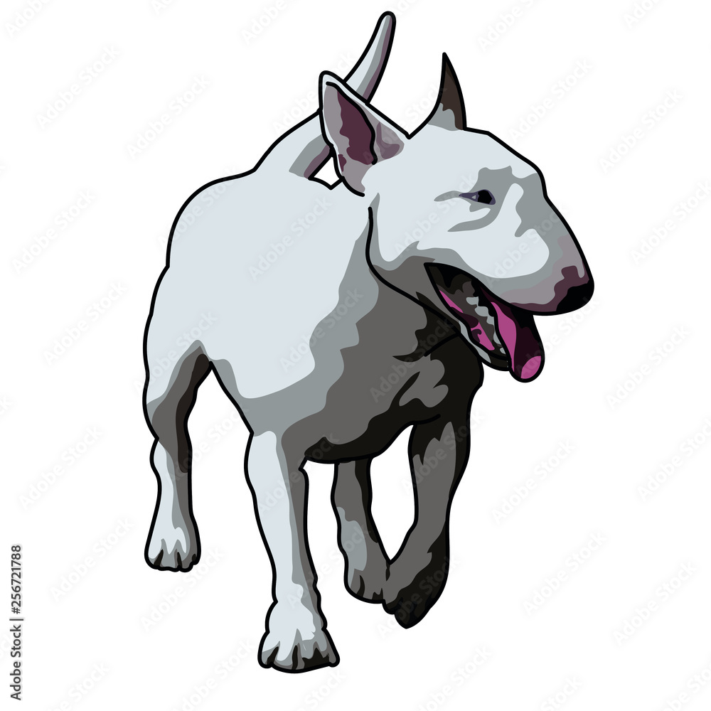 bull terrier white dog