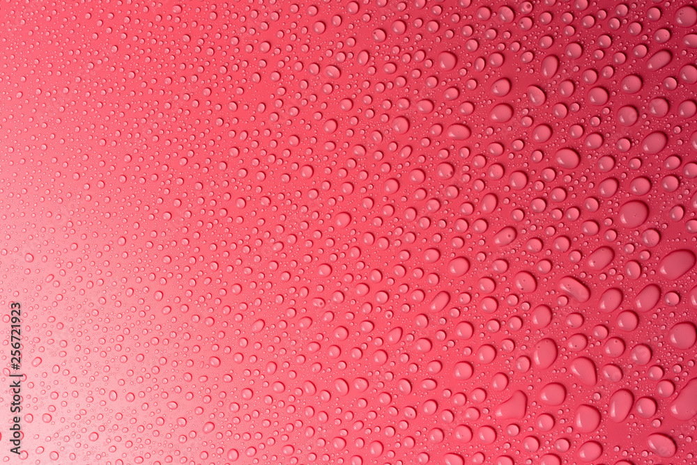 Water drops on a pink, matte background illuminated with a delicate light. Water drops on a pink, matte background illuminated with a delicate light.