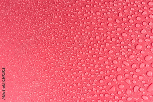 Water drops on a pink  matte background illuminated with a delicate light.