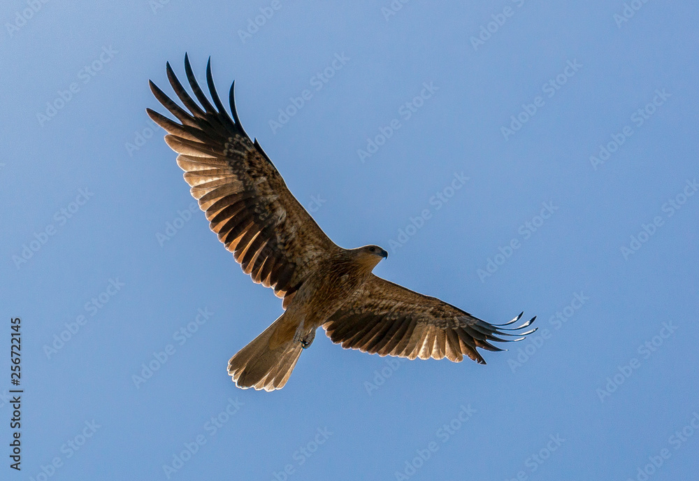 An adult red-tailed hawk flies into the sun on a bright blue sky day