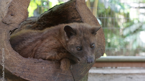 Culture de café kopi luwak à bali photo