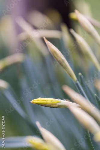 Knospen von Osterglocken am Wegesrand photo