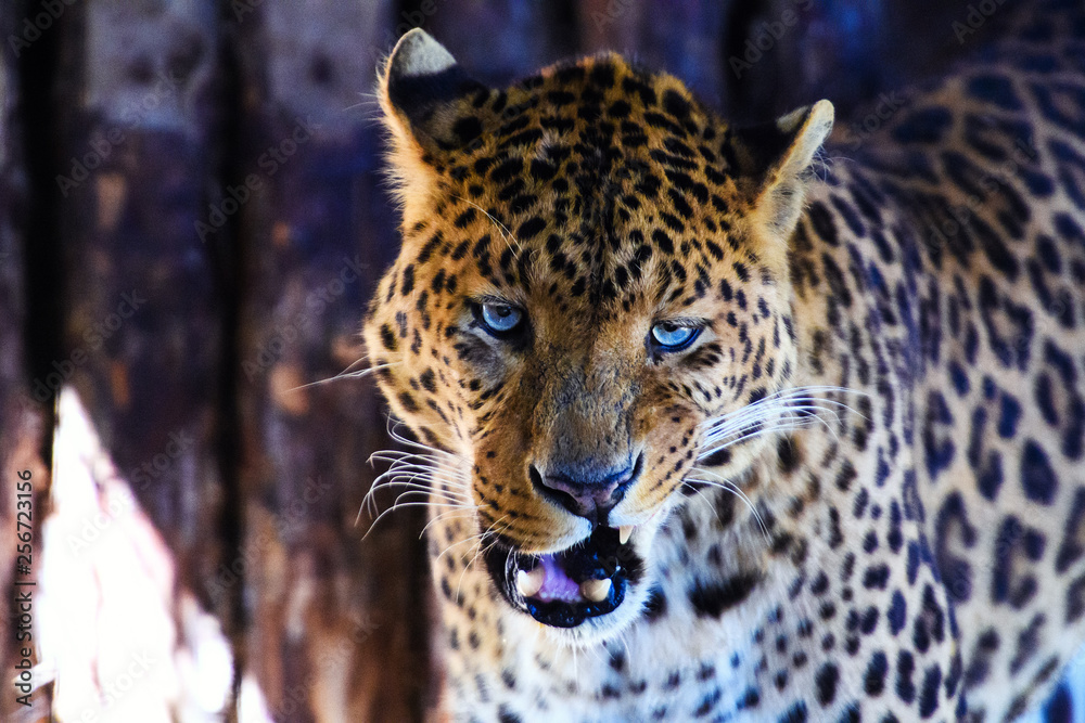 Obraz premium Portrait of a beautiful leopard