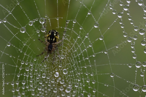 The spider web (cobweb) closeup background.