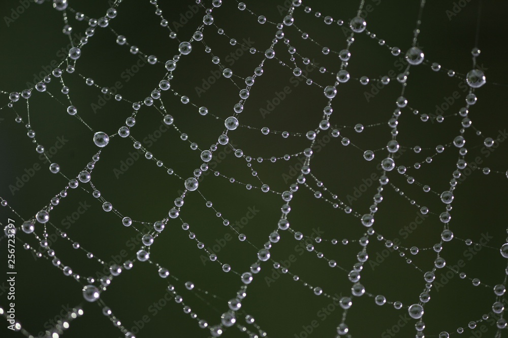 The spider web (cobweb) closeup background. The spider web (cobweb) closeup background.