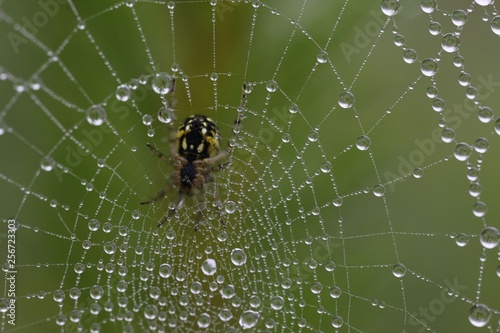 The spider web (cobweb) closeup background. © murat