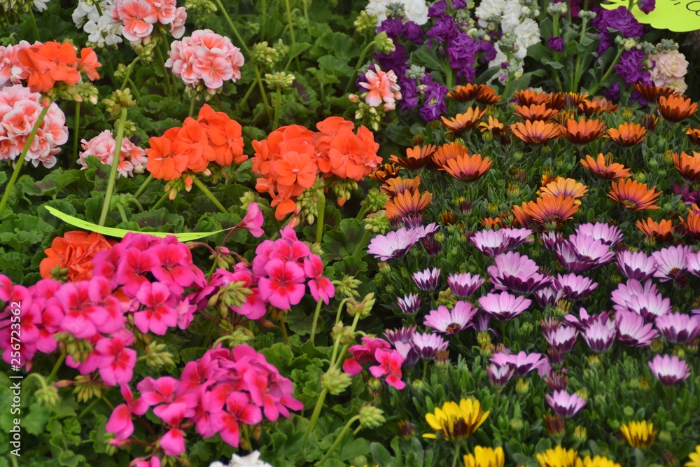 Vasi di fiori in esposizione