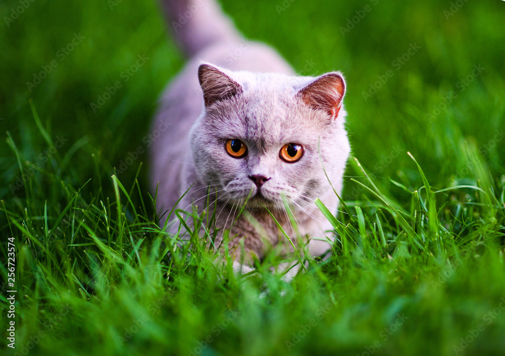 Sweet cat on green grass