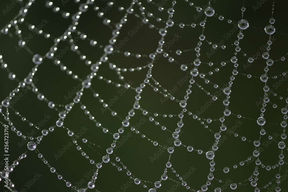The spider web (cobweb) closeup background.