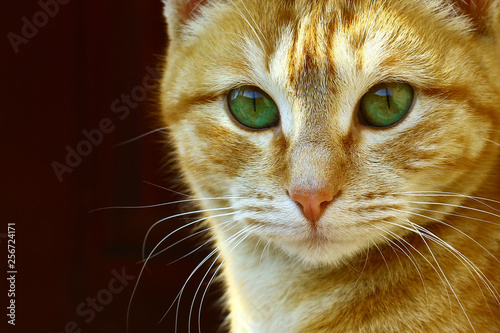 A green eyed red ginger cat staring at camera