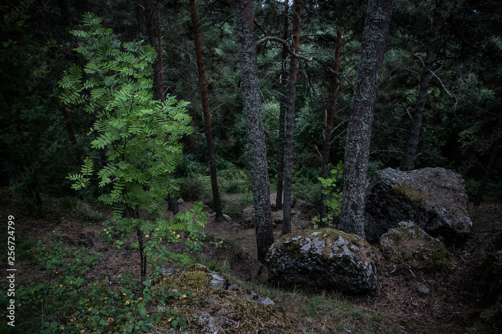Green tree in the dark stormy wood in Karelia, Russia Green tree in the dark stormy wood in Karelia, Russia