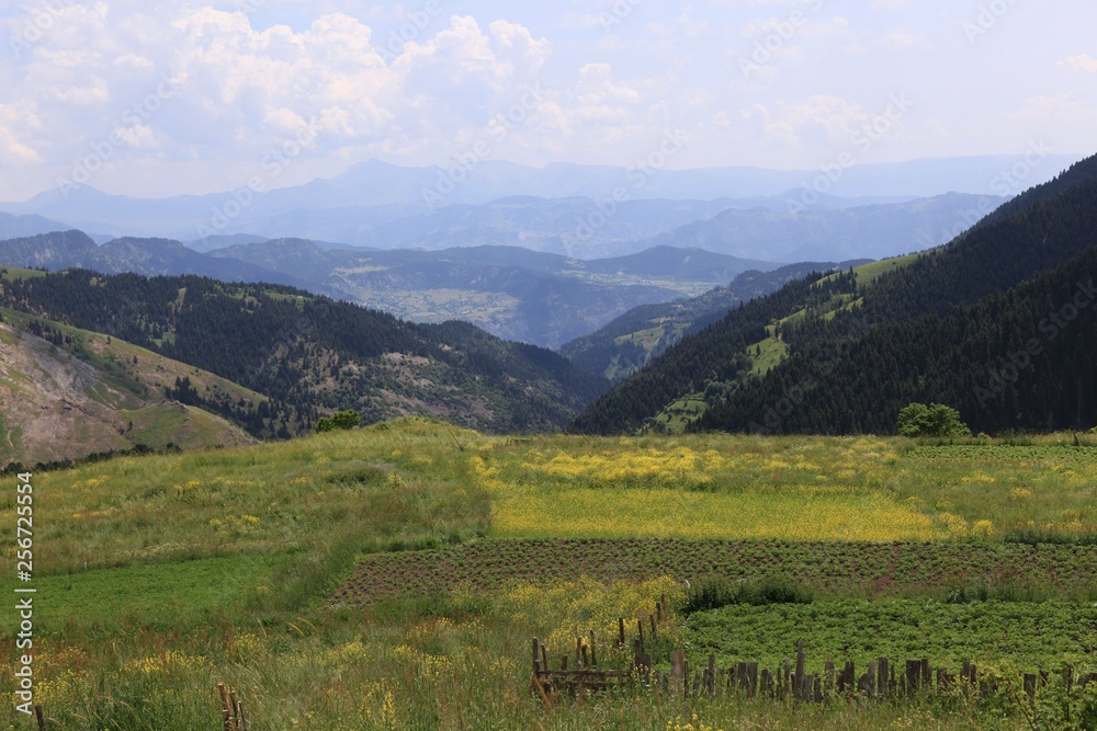 Beautiful Natural Greenery in village.artvin/turkey Beautiful Natural Greenery in village.artvin/turkey
