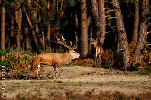 Red deer stag in rutting season in National Park Hoge Veluwe in the Netherlands © henk bogaard
