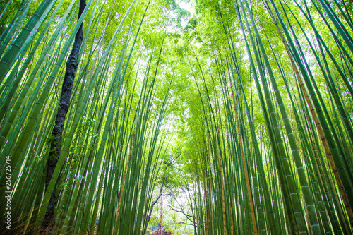 Fototapeta Naklejka Na Ścianę i Meble -  Green bamboo forest background in Arashiyama Kyoto