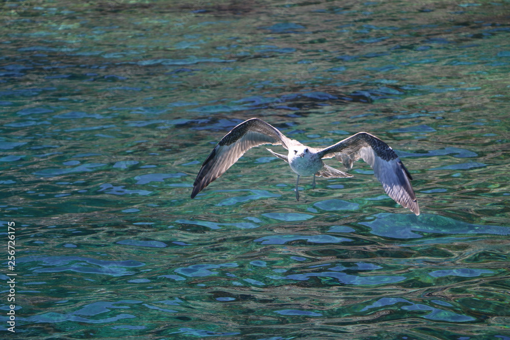 Fototapeta premium Goéland qui pêche en provence