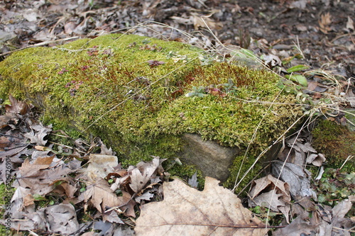 moss on the rocks