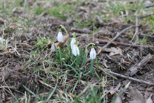 snowdrops in grass
