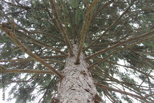 looking up pine tree in forest
