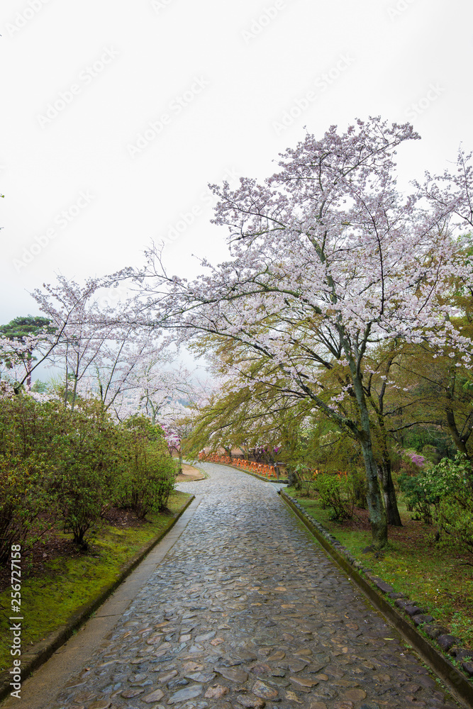 Full bloom pink sakura park april autumn