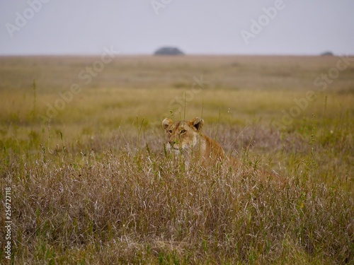 lionne chassant serengeti