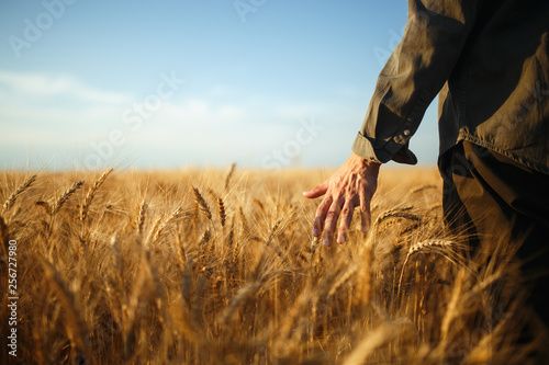 Amazing view with Man With His Back To The Viewer In A Field Of Wheat Touched By The Hand Of Spikes In The Sunset Light. Farmer Walking Through Field Checking Wheat Crop.Wheat Sprouts In Farmer s hand