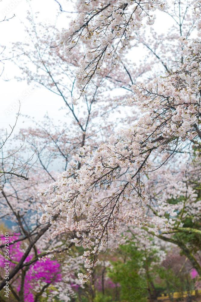Full bloom pink sakura park april autumn Full bloom pink sakura park april autumn
