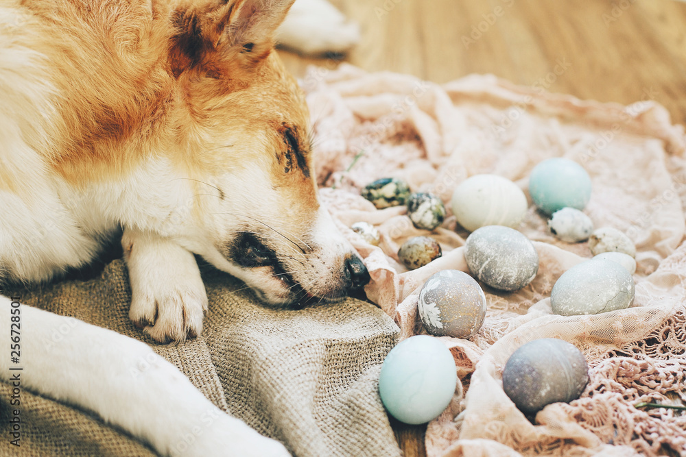 Do Eggs Help Dogs Sleep