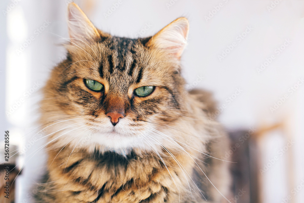 Obraz premium Cute cat looking angry with green eyes sitting on table. Maine coon with funny emotions relaxing indoors. Adorable furry friend, adoption concept