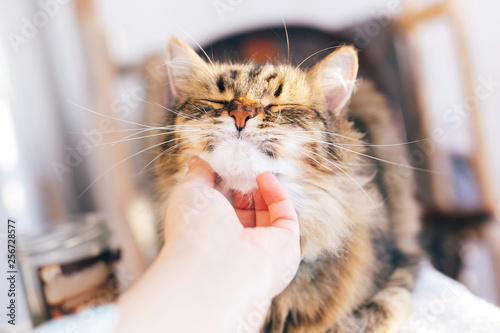 Owner hand caressing cute cat on table. Maine coon with funny emotions relaxing indoors. Person petting cat, sweet moment.  Adorable furry friend, adoption concept. Pleasure photo