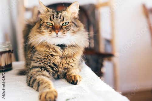 Cute cat looking angry with green eyes sitting on table. Maine coon with funny emotions relaxing indoors. Adorable furry friend, adoption concept